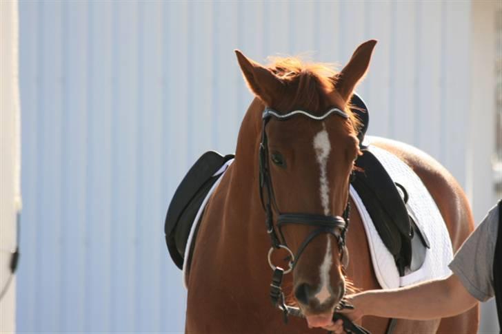 Frederiksborg Legolas Enghaven billede 20