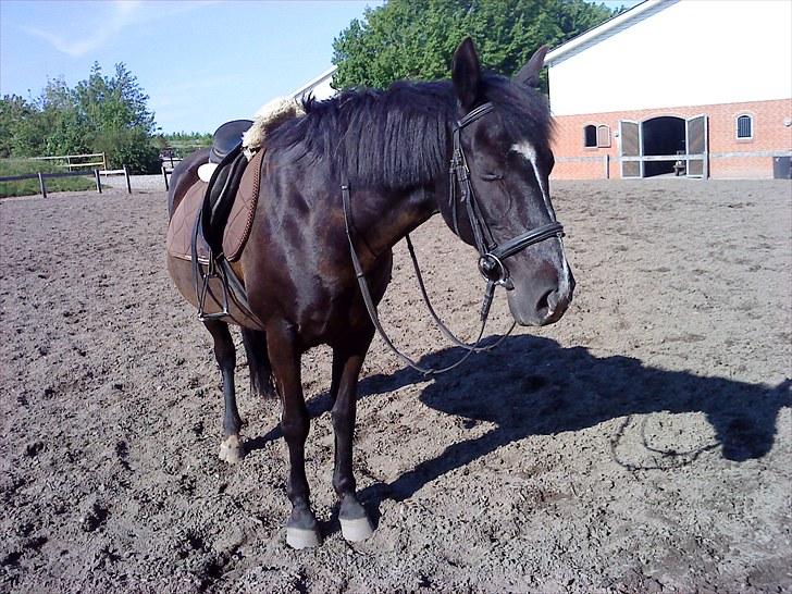 Anden særlig race Sila - Gamle tager sig en lur, mens jeg samler sten.... SKØN PONY!  billede 11