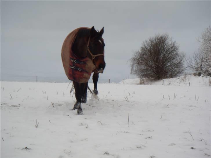 Dansk Varmblod A tempo - Så blev det snevejr billede 9
