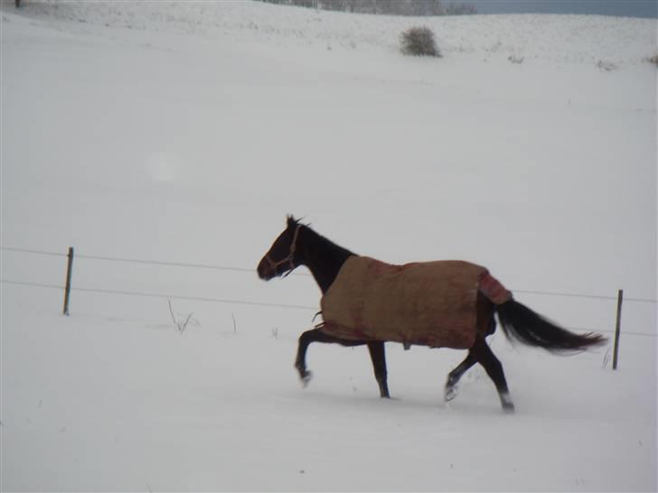 Dansk Varmblod A tempo - En frisk trav på marken billede 10