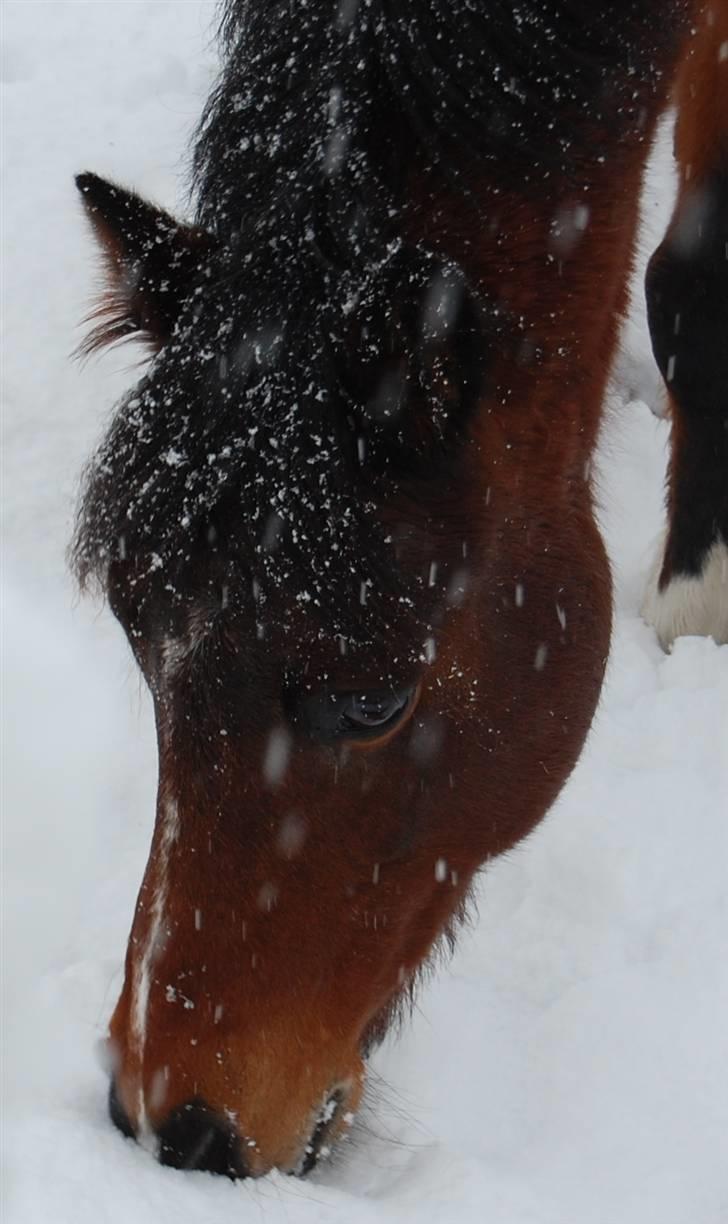 Anden særlig race Lykkebos Beauty billede 14