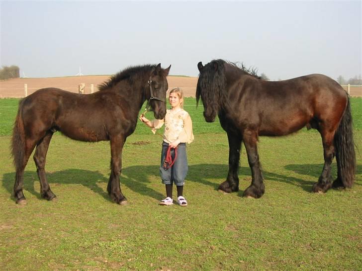 Frieser Otmar ( sorte) billede 4