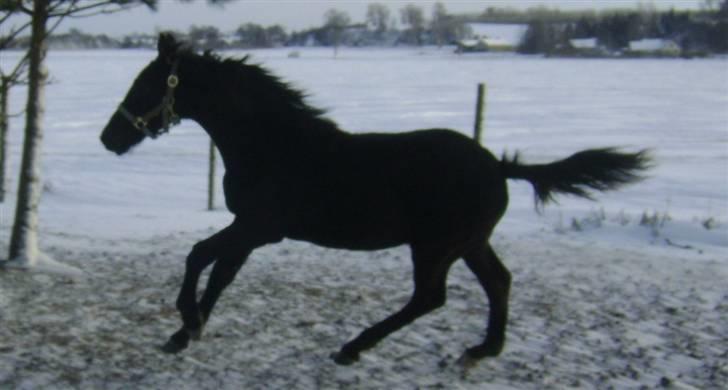 Barockpinto ålykken L'êtoile Blanche billede 19