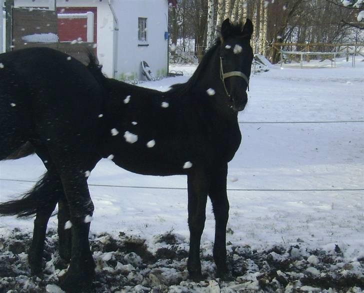 Barockpinto ålykken L'êtoile Blanche billede 20