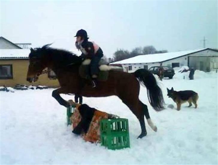 Dansk Varmblod Gladi billede 10