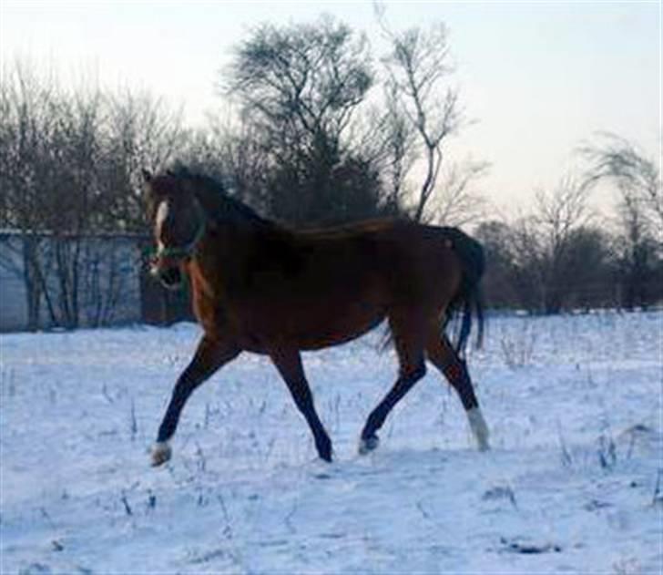Dansk Varmblod Gladi billede 11