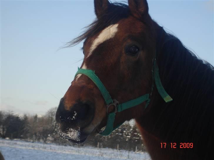 Dansk Varmblod Gladi billede 9