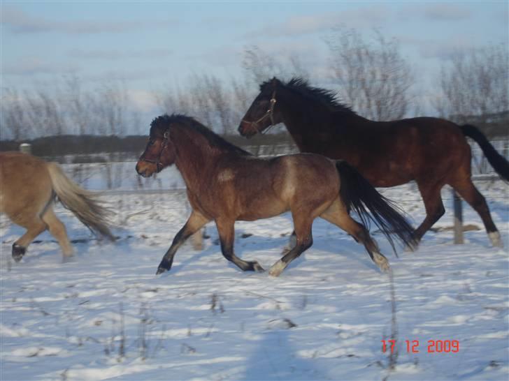 Anden særlig race Hedins anna-bella (solgt) billede 12