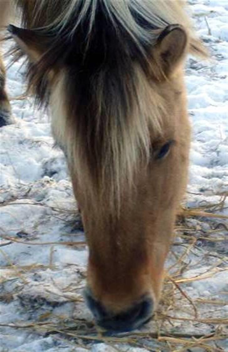 Fjordhest mille billede 12