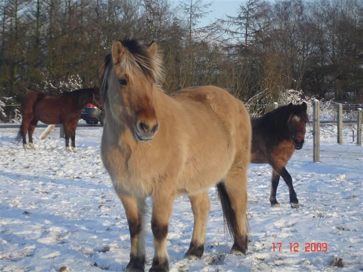 Fjordhest mille billede 13