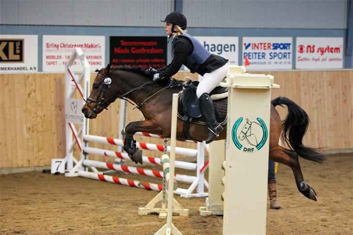 Hollandsk Sportspony k.c van de connickserve ( Robin) billede 8