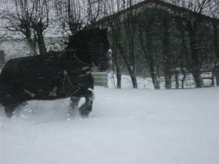 Frieser Otmar ( sorte) billede 5