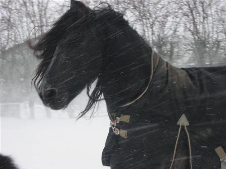 Frieser Otmar ( sorte) billede 6