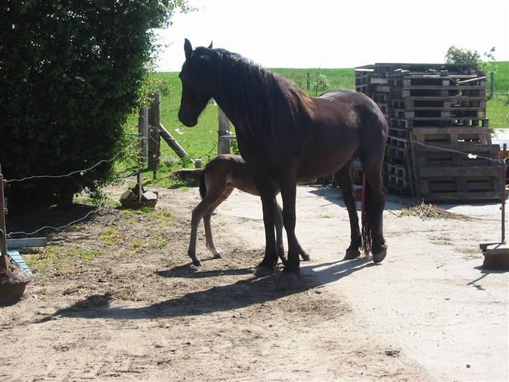 Frieser Tjitske ( Trisse) - Annabell lige født billede 1