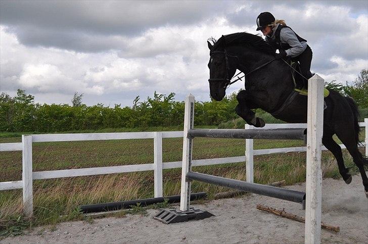 Anden særlig race Eskelys Monty  billede 1