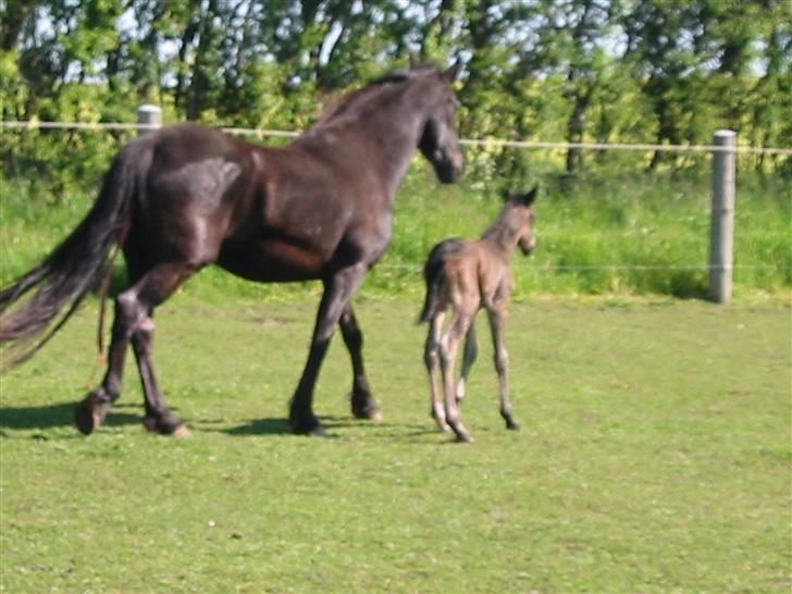 Frieser Tjitske ( Trisse) - Trisse og Annabell billede 3