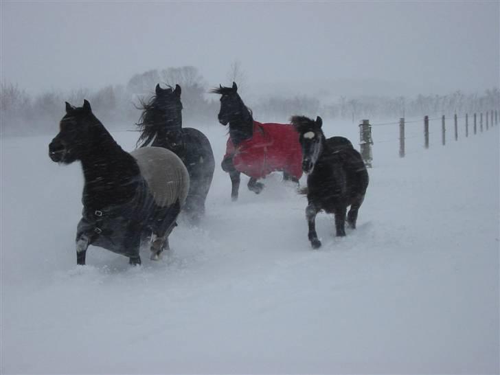 Frieser Tjitske ( Trisse) - Juhu hele flokken ude at lege i sne  billede 4