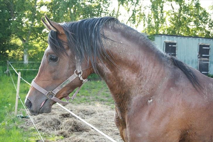 Sportsaraber (A) Deux Etoiles billede 15