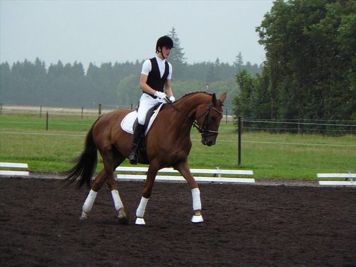 Dansk Varmblod Najaden - Opvarmning til DSA i billund 2010 billede 2