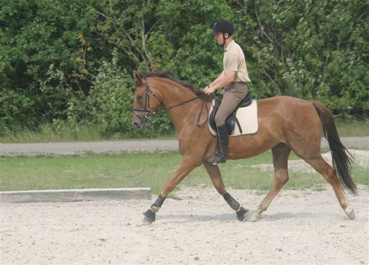 Dansk Varmblod Najaden - Najaden udendørs første gang. Redet af Claus Kiekegaard. billede 3