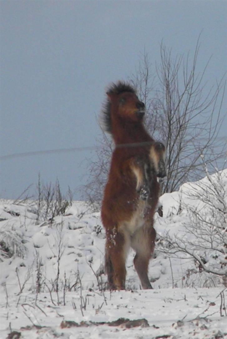 Islænder Ægir fra Toftdal - Leger vild hingst på marken.. billede 13