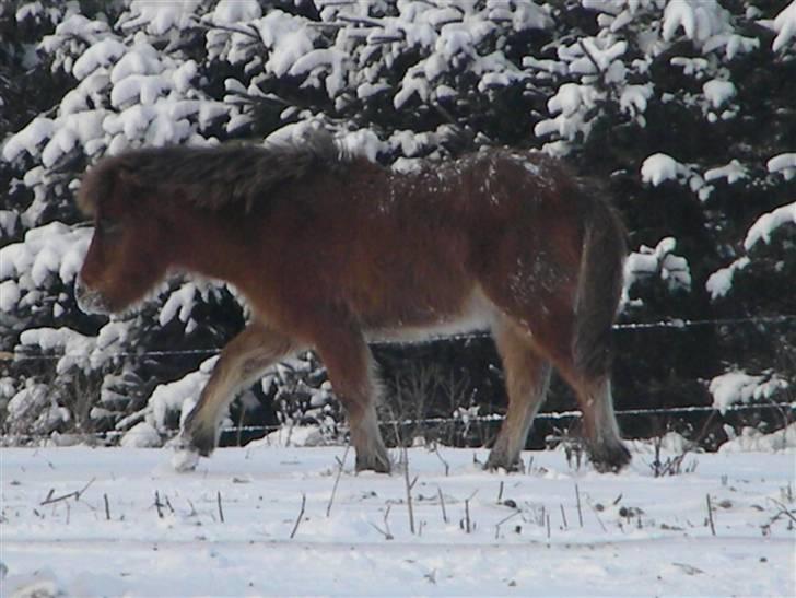 Islænder Ægir fra Toftdal - nyder sne for første gang. Vinteren 09 billede 14