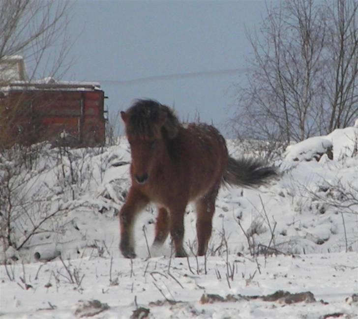 Islænder Ægir fra Toftdal - viser sig på marken billede 15
