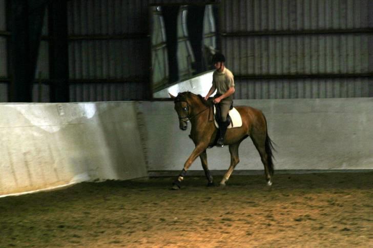 Dansk Varmblod Najaden billede 4