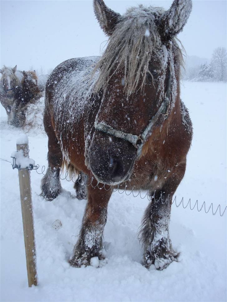 Jyde Dawn Af Aggersgård RIP - 16 dec 2009 billede 2