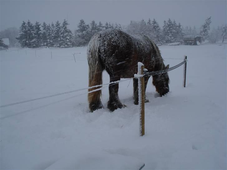 Jyde Dawn Af Aggersgård RIP - kan man mon spise det her sne??????? billede 3