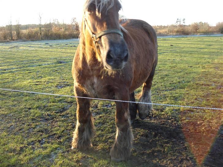 Jyde Dawn Af Aggersgård RIP - nov 2009 billede 4