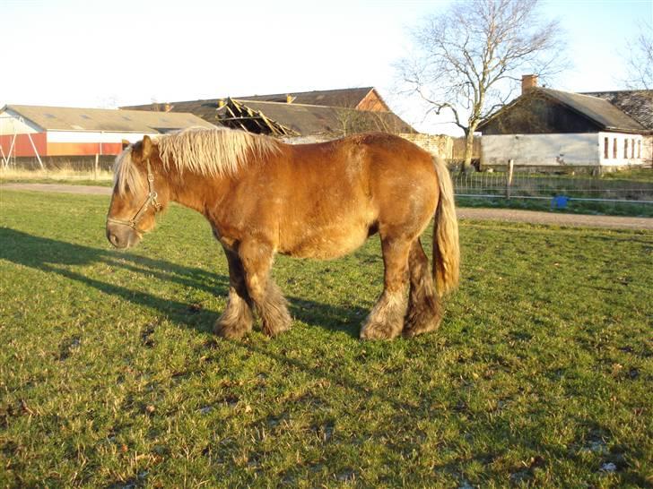 Jyde Dawn Af Aggersgård RIP - flotte Dawn  billede 5