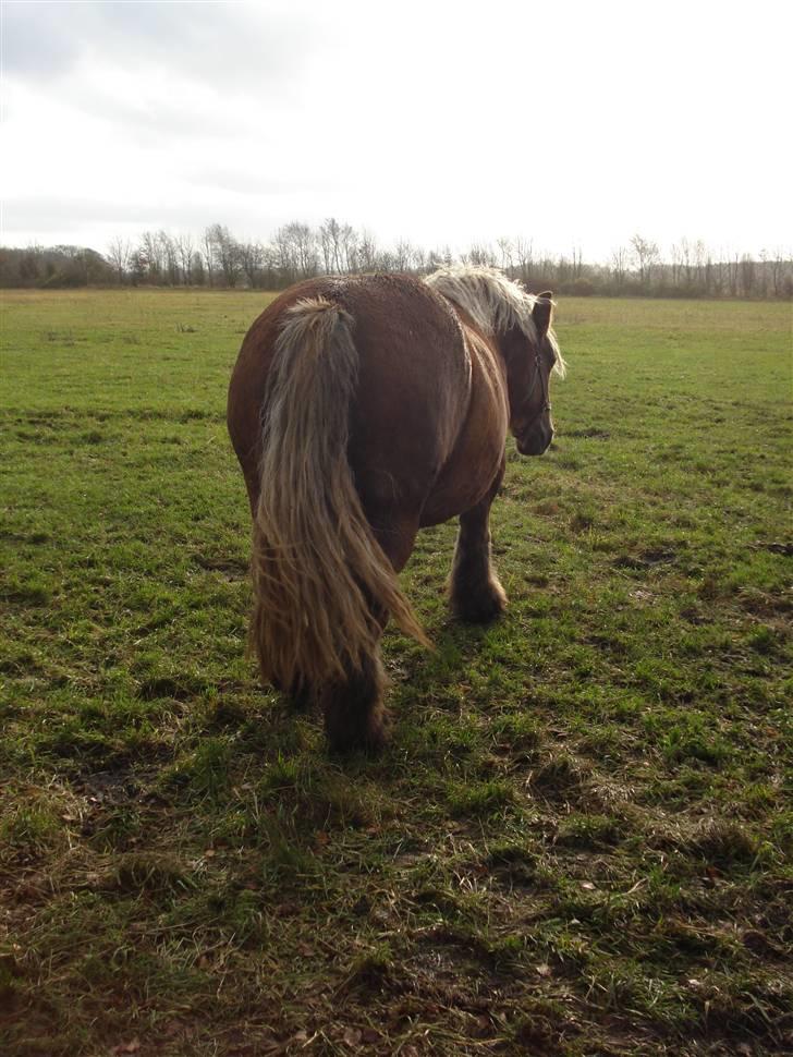 Jyde Dawn Af Aggersgård RIP - en rigtig jyde-bag billede 6