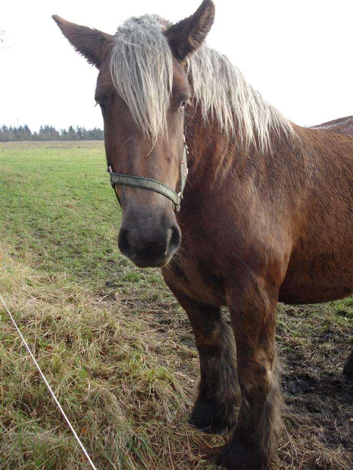 Jyde Dawn Af Aggersgård RIP - dec 2009 billede 7