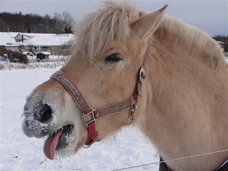 Fjordhest Ellemose's Kahlúa - grimme grimasser billede 2
