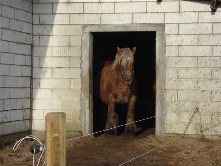 Jyde Dawn Af Aggersgård RIP - Sagde du noget til mig..... billede 8