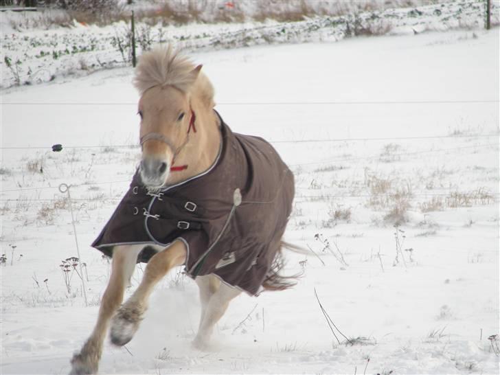 Fjordhest Ellemose's Kahlúa billede 4