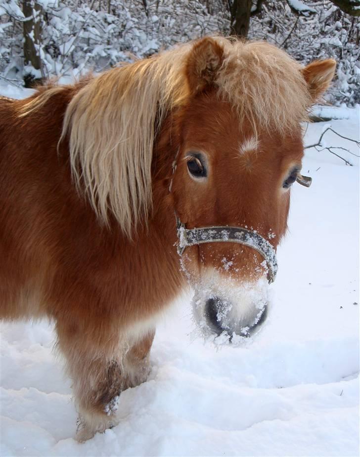 Anden særlig race Luffe - 17/12 09 billede 11
