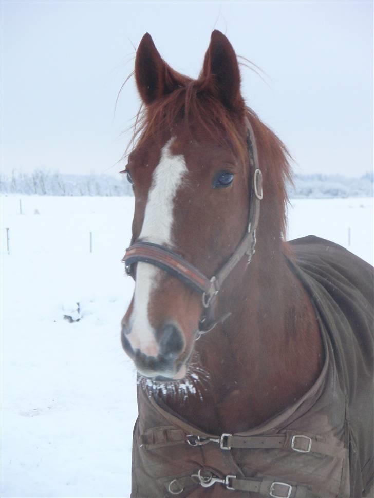 Anden særlig race Sheik *SOLGT* billede 18