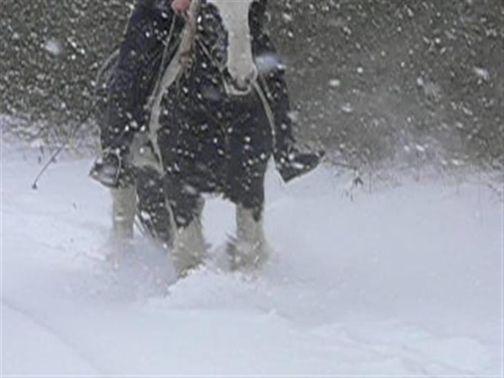 Irish Cob Sweety billede 13