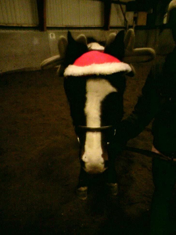 Welsh Pony (sec B) Sunshine Solgt /red hende - Sunshine med en meget fin nissehue på =P  Tak fordi i kiggede med (: billede 20