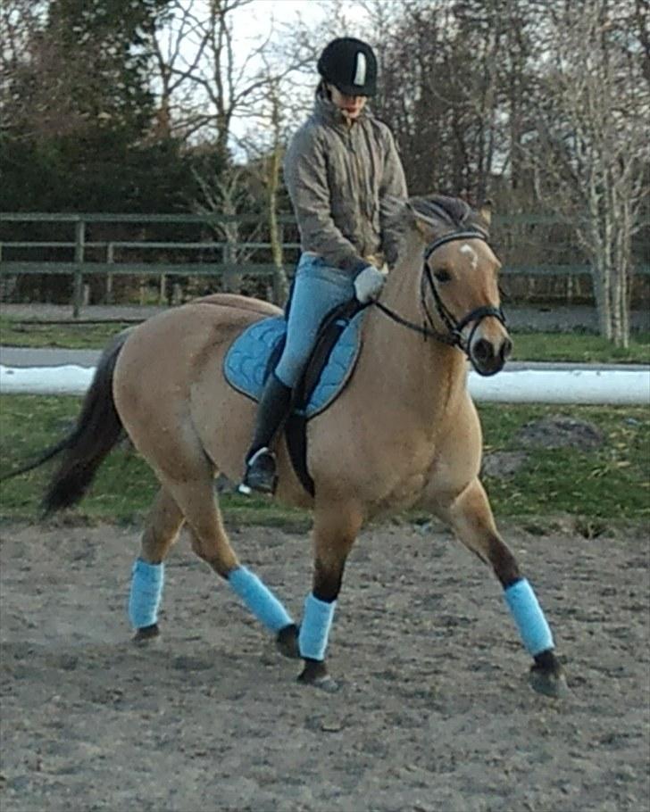 Anden særlig race Sandgårdens Fargo - Min Bamse pony :)<33 billede 14