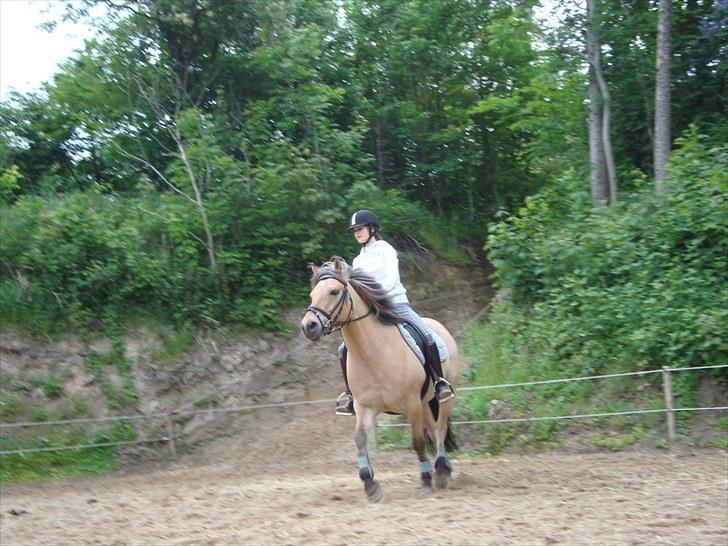 Anden særlig race Sandgårdens Fargo - Min sidste ridetur på drømmen!<33 Gelmemr aldrig den dag smukke! billede 16