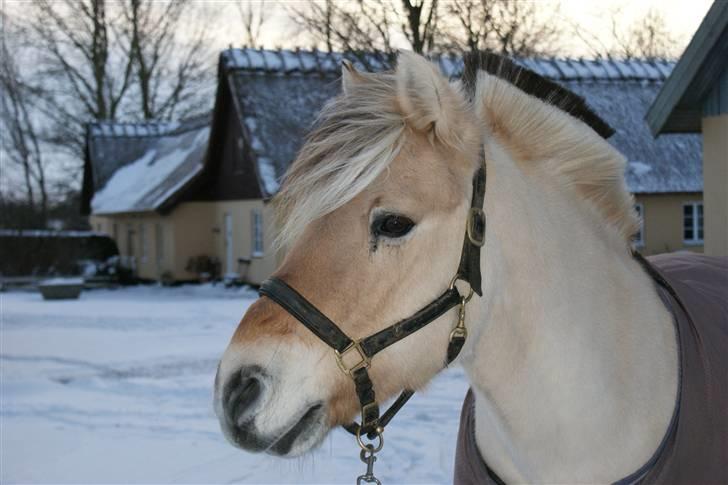 Fjordhest Herkules <3 billede 15