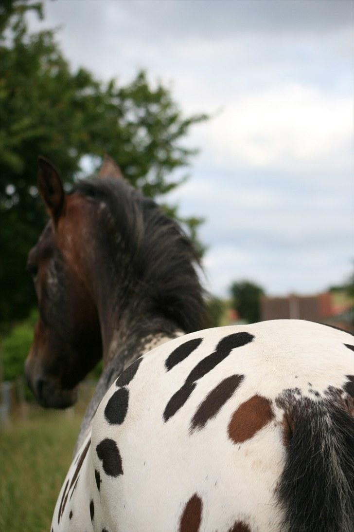 Knabstrupper Sartors Simply the Best billede 6