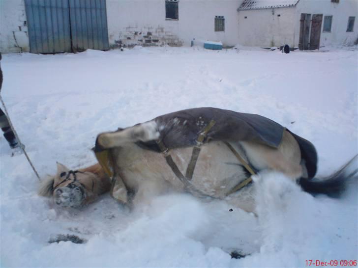 Fjordhest Tulle Tøsen billede 19