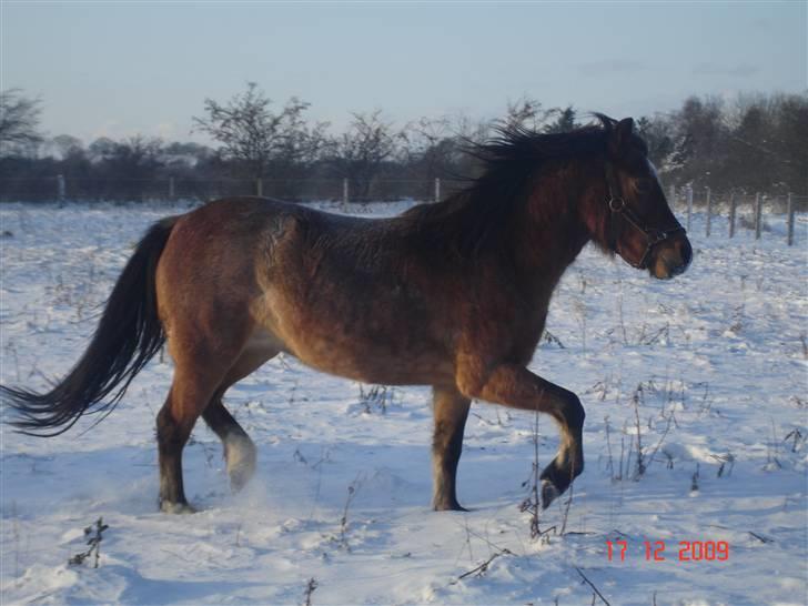 Anden særlig race Hedins anna-bella (solgt) billede 13