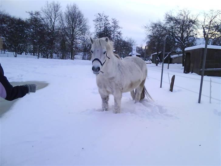 Anden særlig race Oscar<3 *Passer*! - Uhh altså alt det sne! pp; billede 16