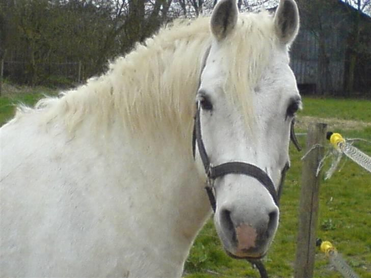 Connemara Sharpen - Velkommen til Sharpens profil (: smid gerne en kommentar og en bedømmelse (: billede 1