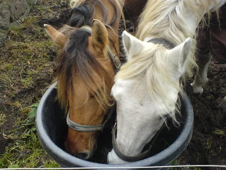 Connemara Sharpen - Her er Sharpen og Stella ´ de to kærester :D .. Mig og 2 veninder har sltid passet de to engle (: <3 billede 2